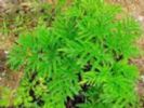 Angelica Dahurica Extract 
